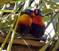 <img200*0:stuff/z/65185/[The%2520Mad%2520Hatter]%2527s%2520Photography/parrotlove.jpg>